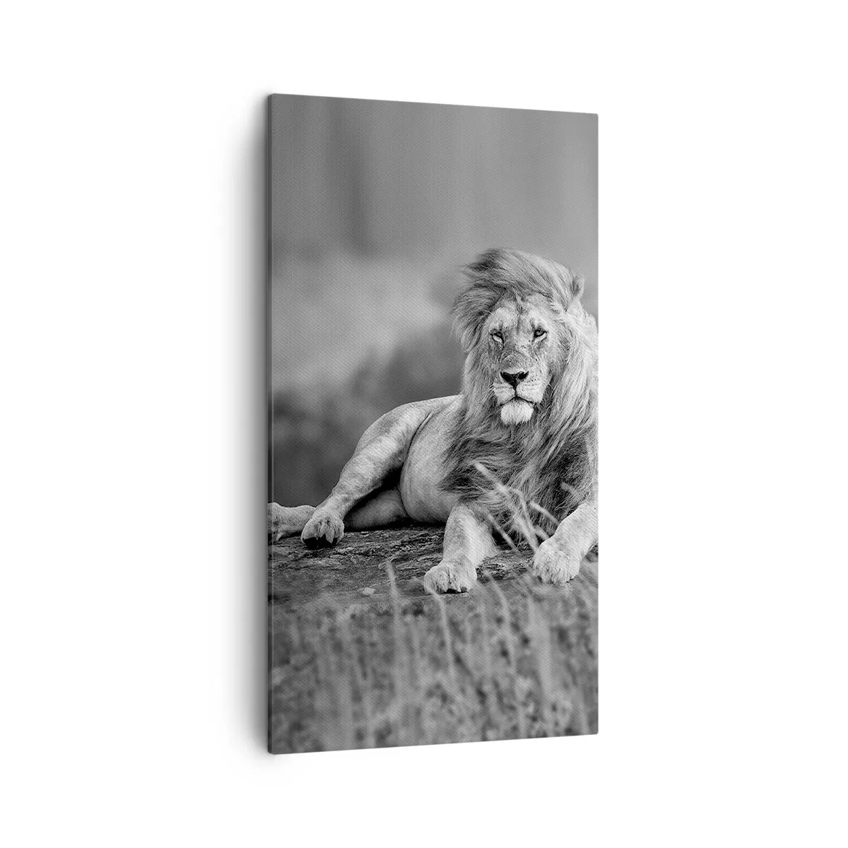 Quadro su tela - Stampe su Tela - La siesta del re - 45x80 cm