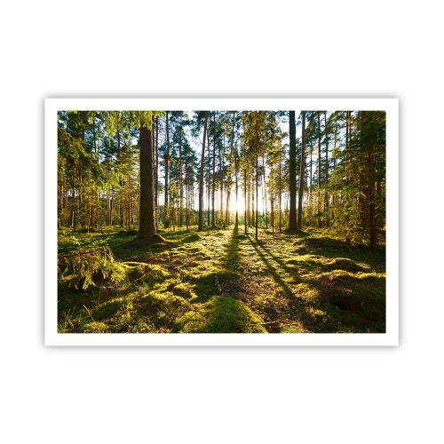 Poster - Foresta verde illuminata dalla luce del sole sul muschio - 100x70cm - …dopo sette foreste - Decorazione murale moderna per soggiorno e camera da letto ARTTOR