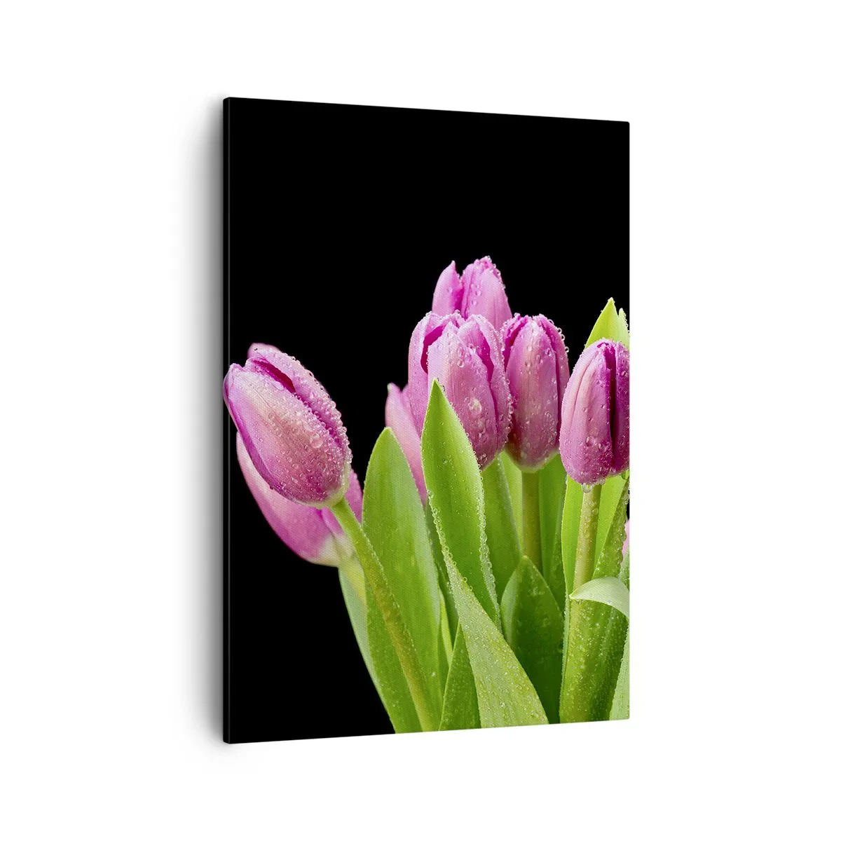 Quadro su tela - Stampe su Tela - Tulipani rosa con gocce di rugiada su sfondo nero - 50x70cm - Gioia lilla della primavera - Decorazione murale moderna per soggiorno e camera da letto ARTTOR