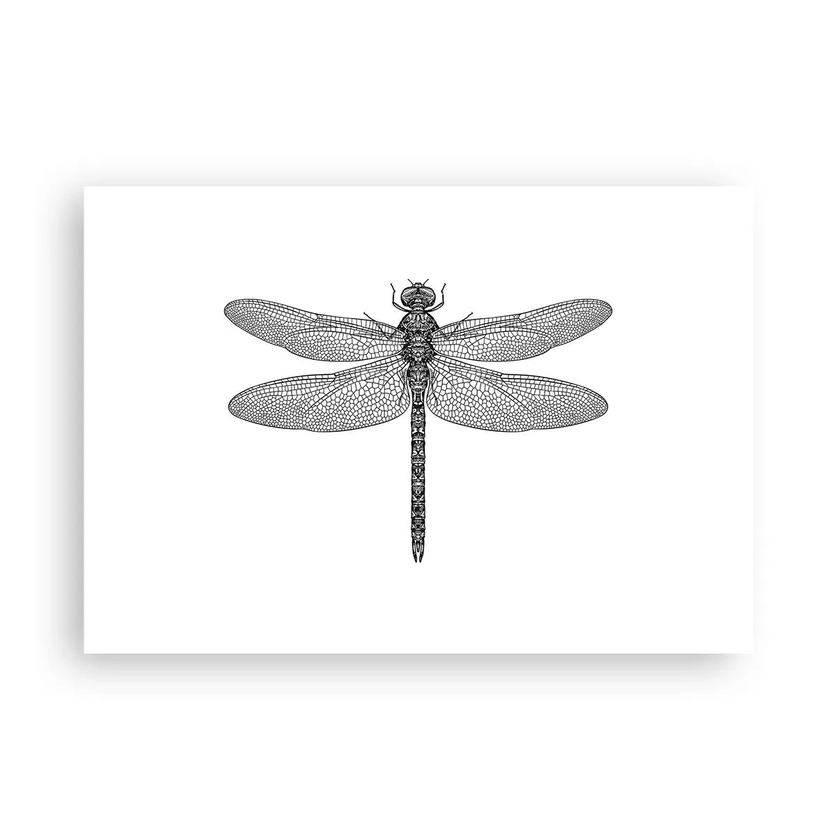 Poster - Disegno in bianco e nero di una libellula su sfondo bianco in stile minimalista - 100x70cm - La precisione della natura - Decorazione murale moderna per soggiorno e camera da letto ARTTOR