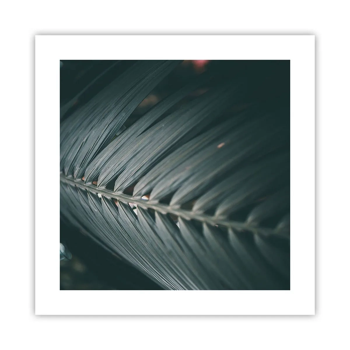 Poster - La precisione della natura - 40x40 cm