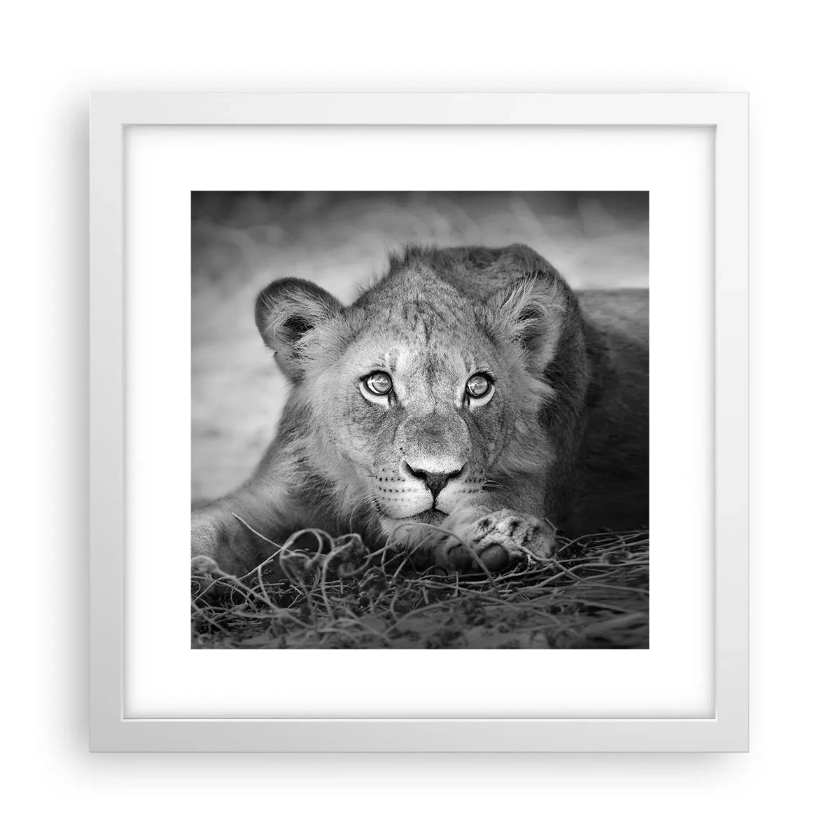 Poster in cornice bianca - Cucciolo reale - 30x30 cm