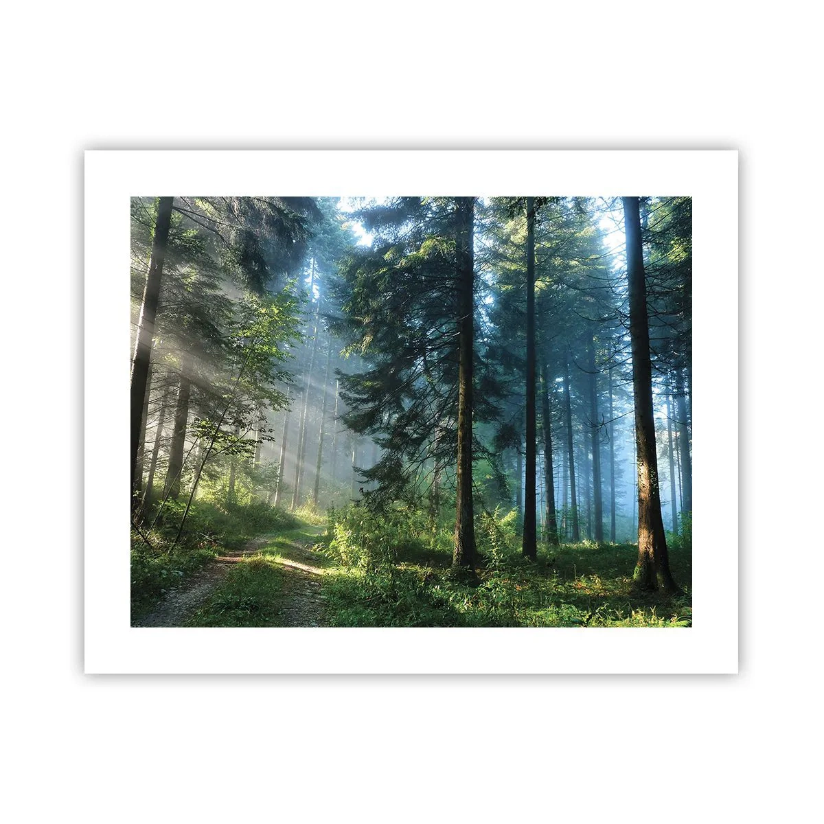Poster - Raggiante all'alba - 50x40 cm
