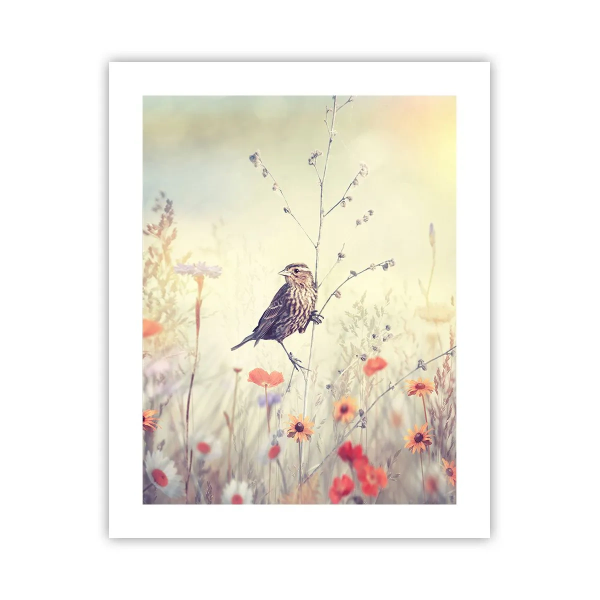 Poster - Ritratto d'uccello con prato di sfondo - 40x50 cm