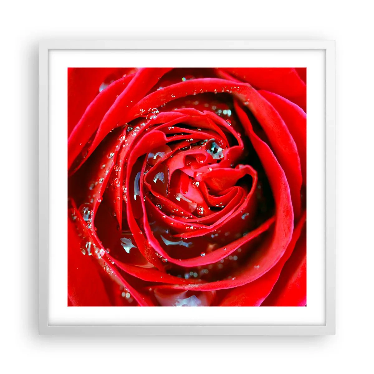 Poster in cornice bianca - Nelle gocce della rugiada - 50x50 cm