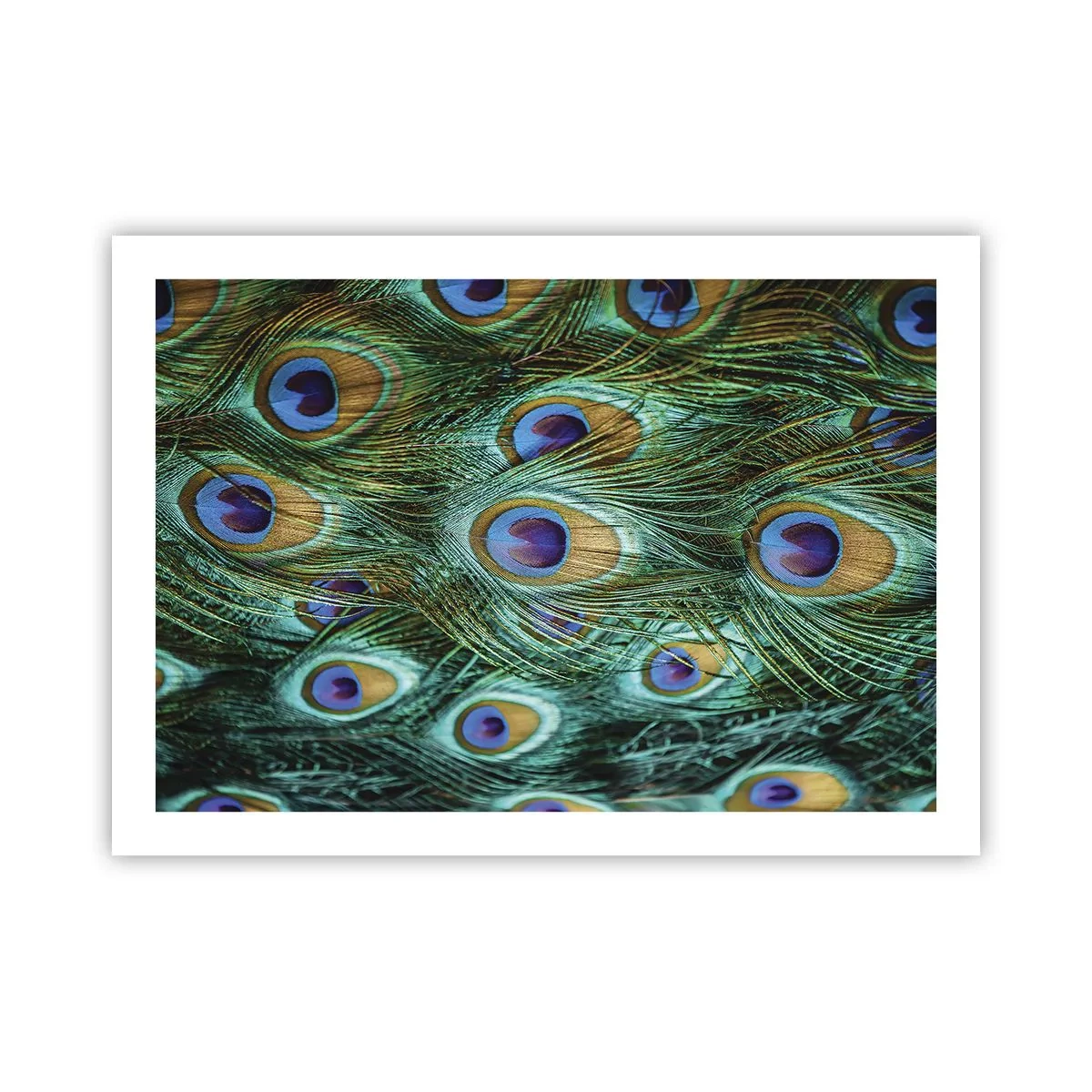 Poster - Lo sguardo del pavone - 70x50 cm