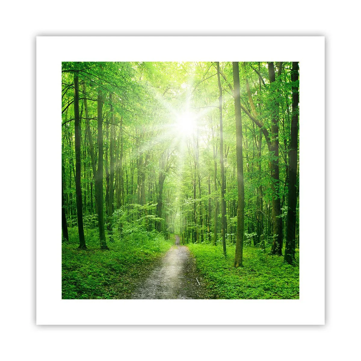 Poster - Cattedrale verde - 40x40 cm