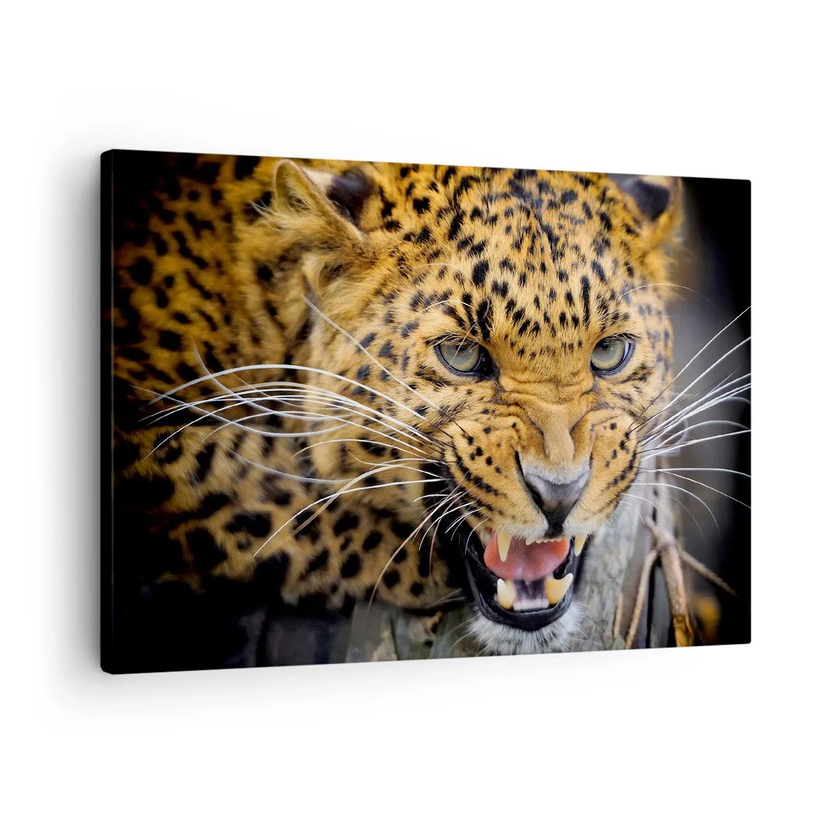 Quadro su tela - Stampe su Tela - Primo piano di un leopardo minaccioso con le zanne scoperte. - 70x50cm - Non avvicinarti, ti avverto! - Decorazione murale moderna per soggiorno e camera da letto ARTTOR