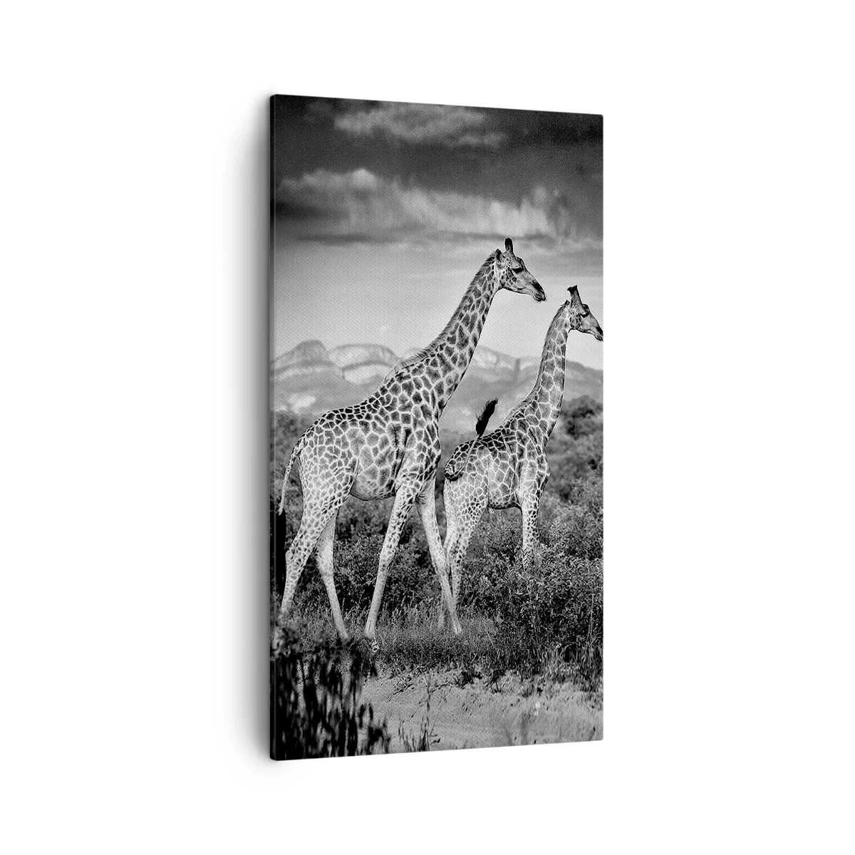 Quadro su tela - Stampe su Tela - Alta classe in Africa - 45x80 cm