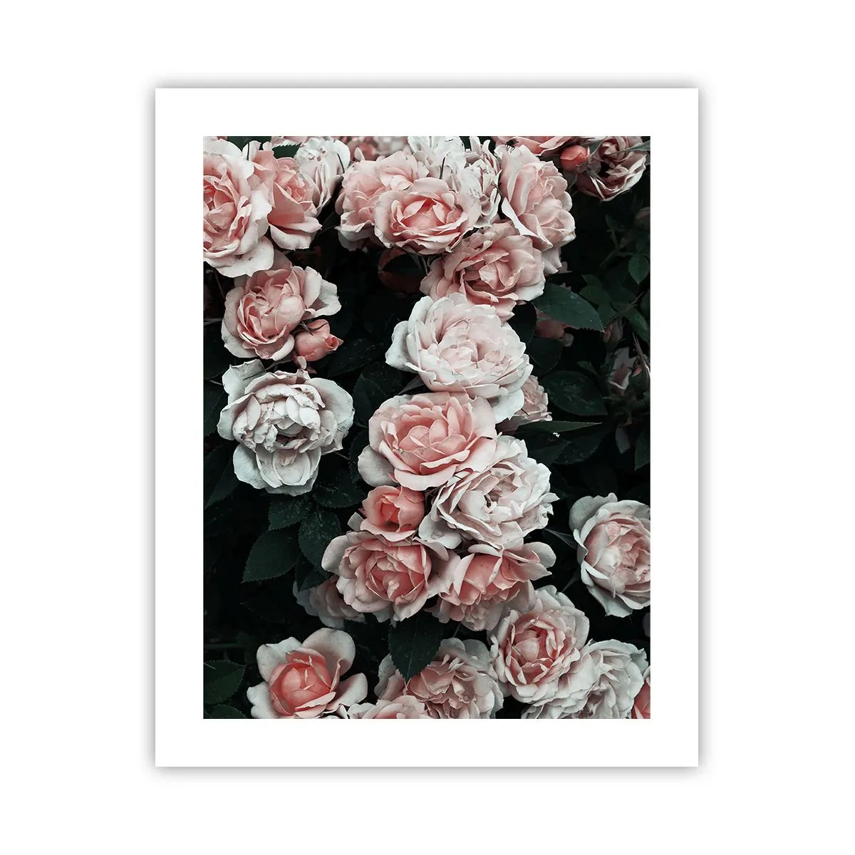 Poster - Composizione di rose - 40x50 cm
