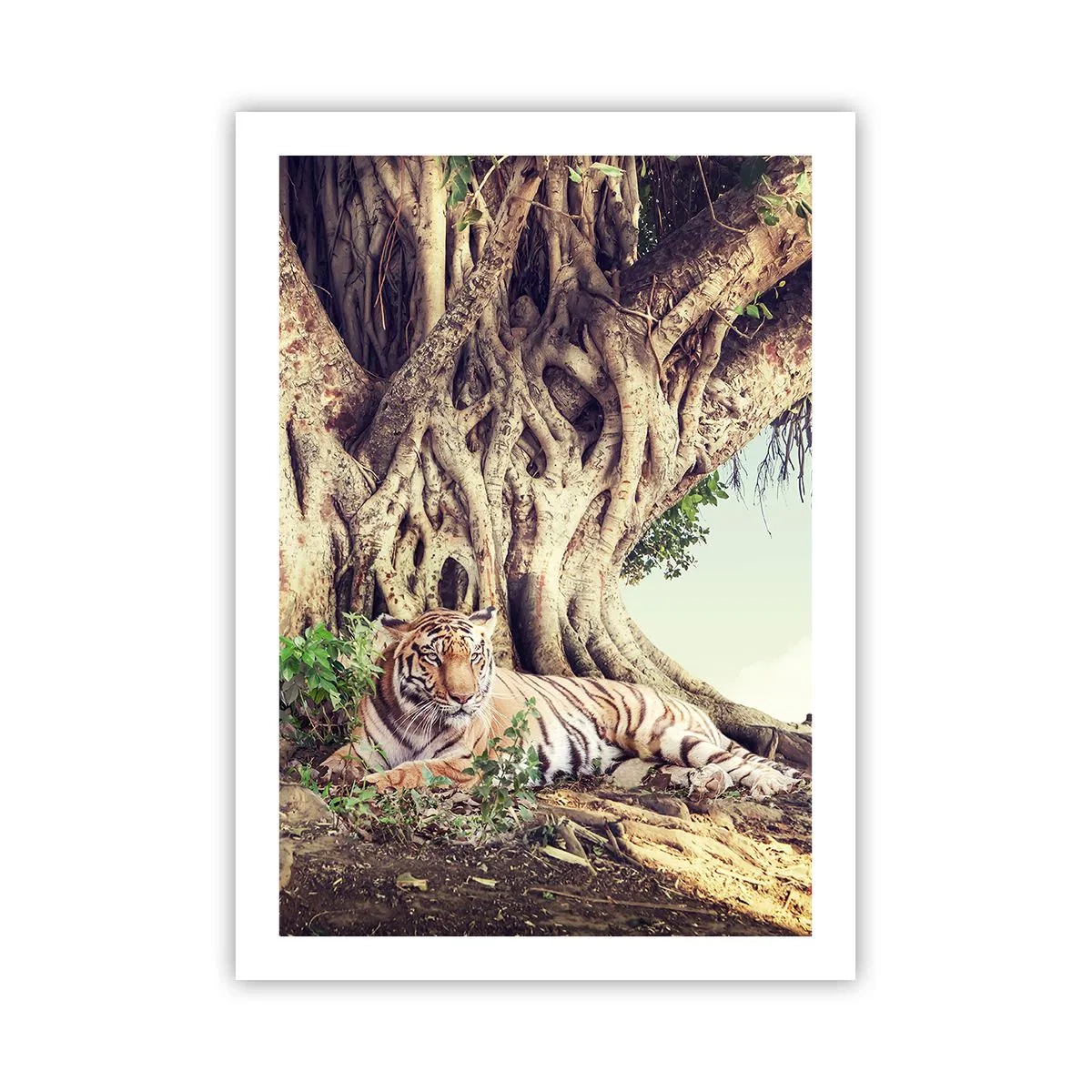 Poster - Una tigre che riposa sotto un enorme albero con radici aggrovigliate. - 50x70cm - Vista dal Libro della Genesi - Decorazione murale moderna per soggiorno e camera da letto ARTTOR