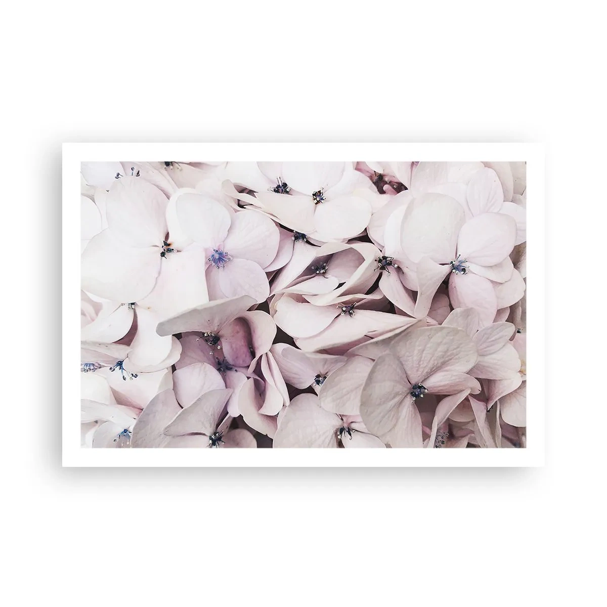 Poster - Un'alluvione di fiori - 91x61 cm