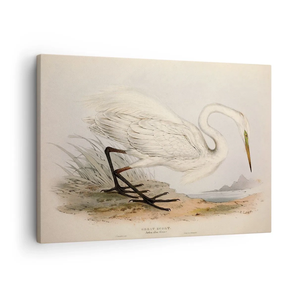 Quadro su tela - Stampe su Tela - Disegno di un airone bianco su uno sfondo di paesaggio naturale - 70x50cm - La signora nel canneto - Decorazione murale moderna per soggiorno e camera da letto ARTTOR