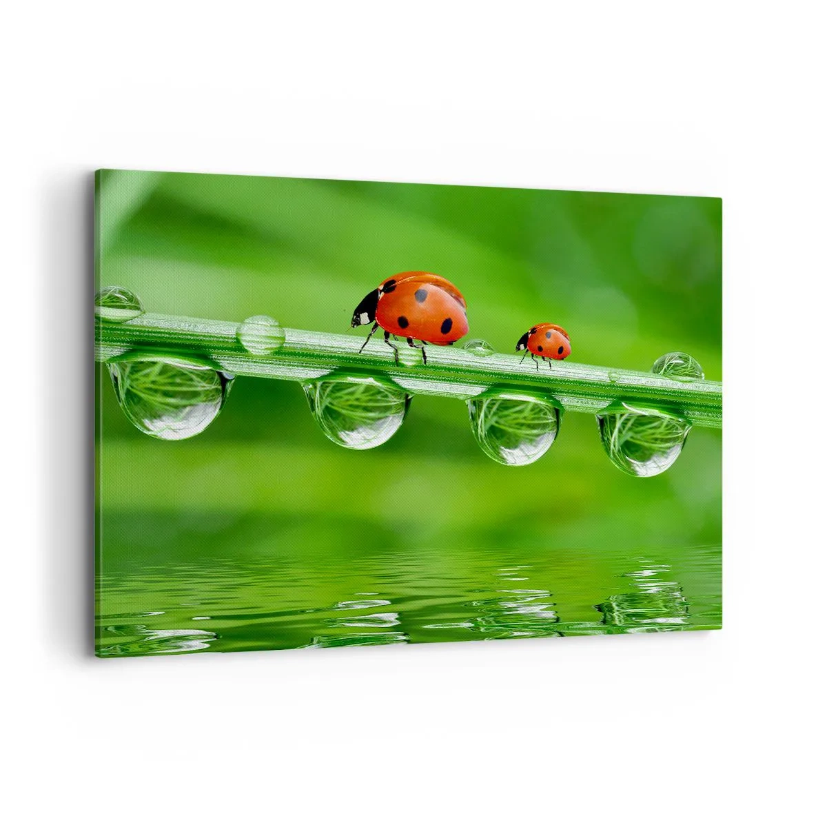 Quadro su tela - Stampe su Tela - Coccinelle su un filo d'erba con gocce di rugiada in un ambiente naturale - 100x70cm - In cammino per tutta l'estate - Decorazione murale moderna per soggiorno e camera da letto ARTTOR