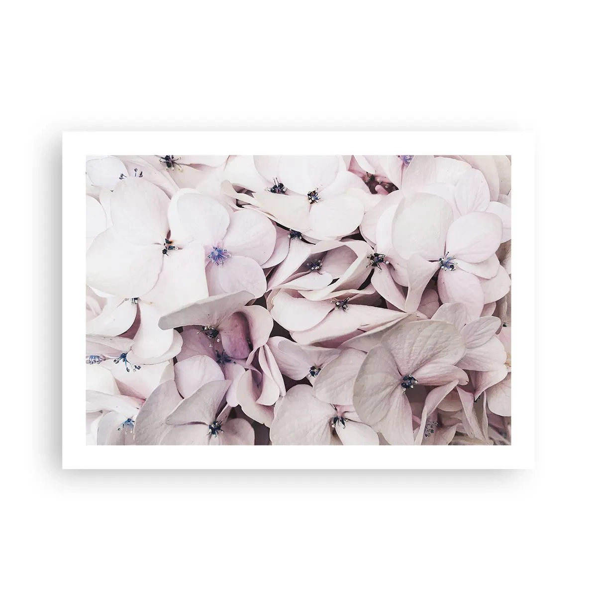 Poster - Un'alluvione di fiori - 70x50 cm