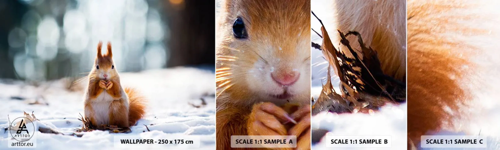 Campione di Fotomurale Adesivo Deluxe Sticker - Che cosa guardi? - Animali, Scoiattolo, Inverno - 100x30 cm