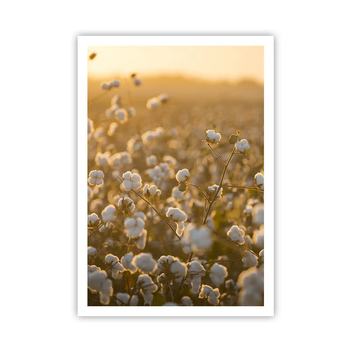 Poster - Campo di morbidezza - 70x100 cm