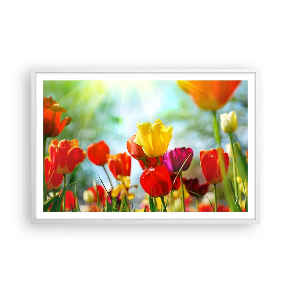 Poster in cornice bianca - Tutti i colori del sole - 91x61 cm