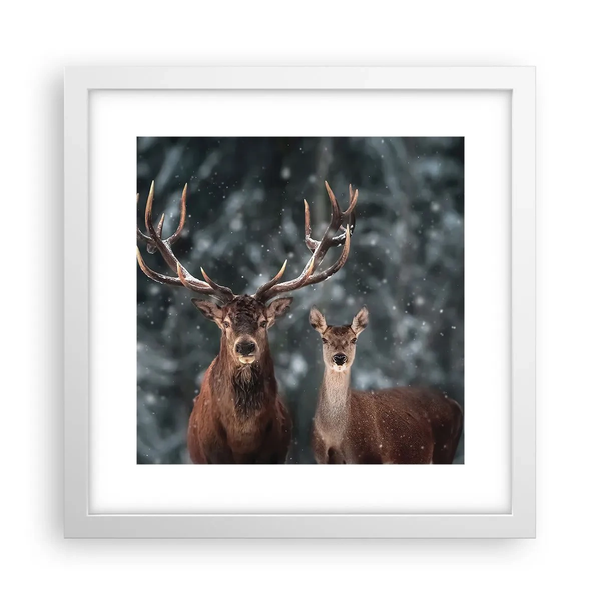 Poster in cornice bianca - Il re della foresta con la consorte - 30x30 cm