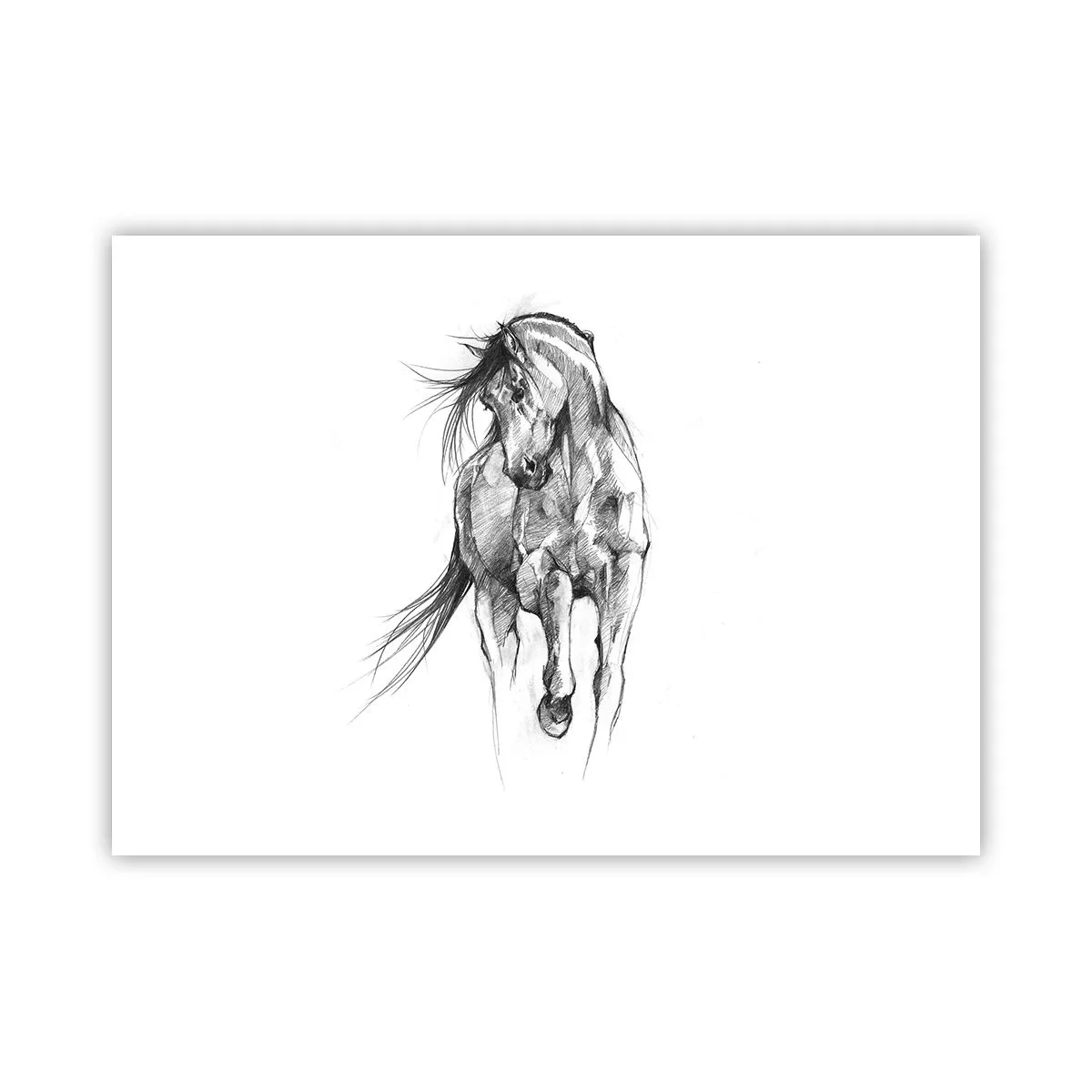 Poster - Trotto aggraziato - 70x50 cm