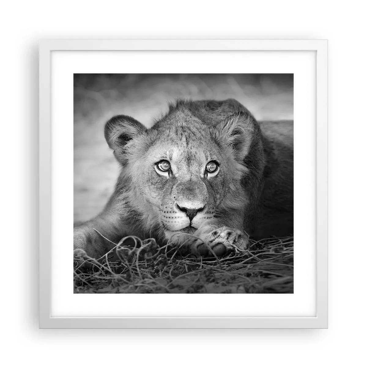 Poster in cornice bianca - Cucciolo reale - 40x40 cm