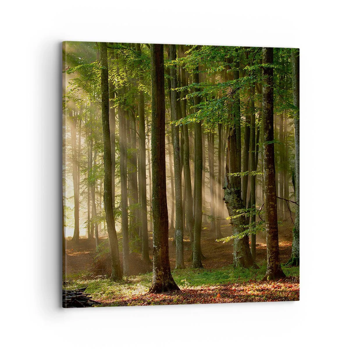 Quadro su tela - Stampe su Tela - Raggiante in un mattino di primavera - 70x70 cm