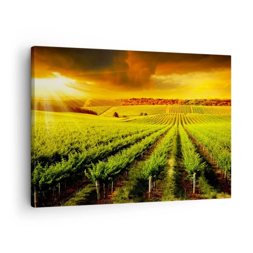 Quadro su tela - Stampe su Tela - Vigneti dorati illuminati dai raggi del sole - 70x50cm - Sotto il sole dell'Australia - Decorazione murale moderna per soggiorno e camera da letto ARTTOR