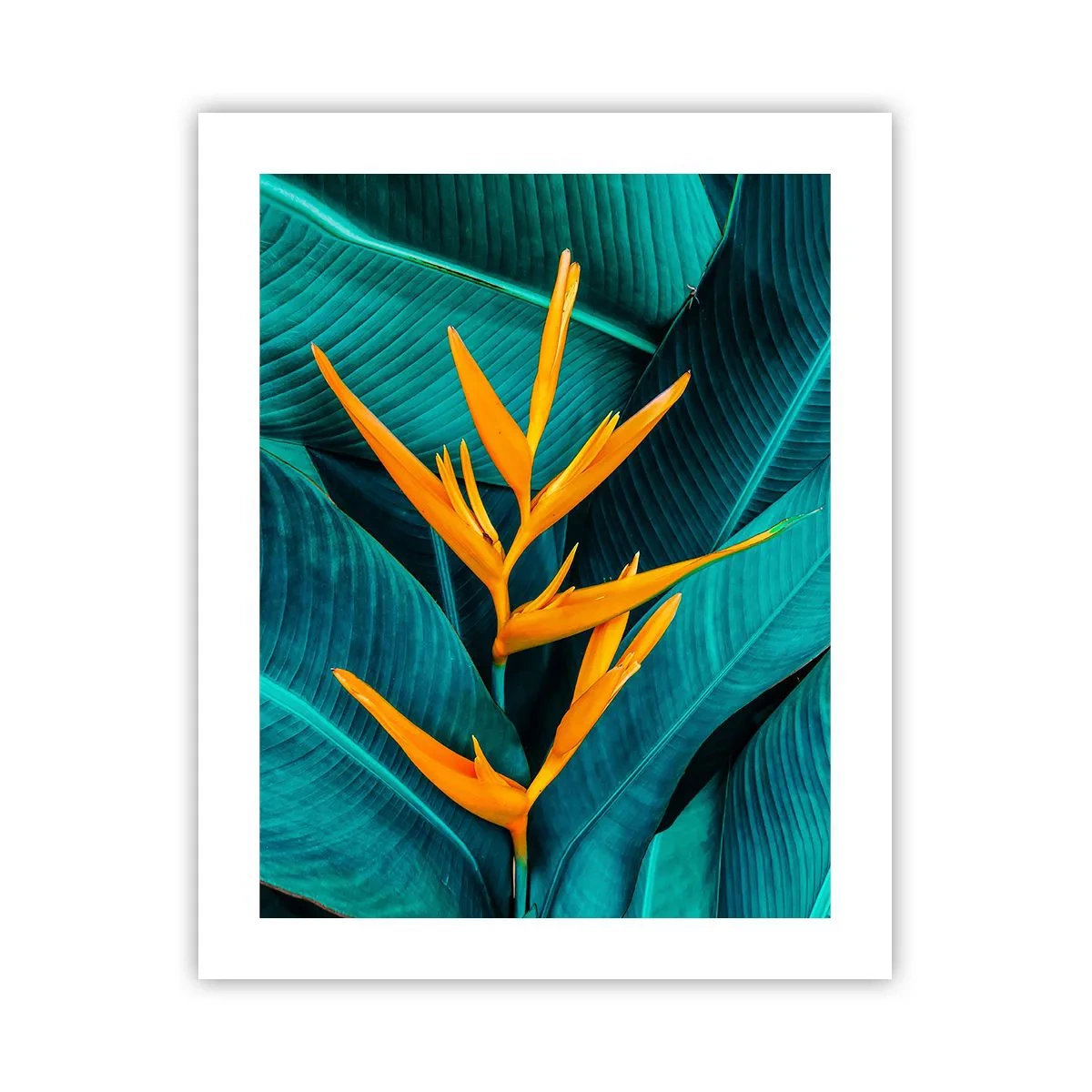 Poster - Il fiore dell'Eden - 40x50 cm