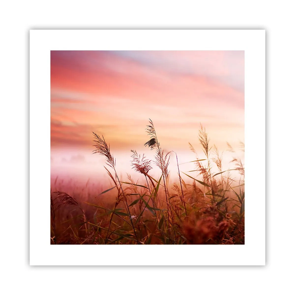 Poster - Aquiloni, denti di leone, vento - 40x40 cm