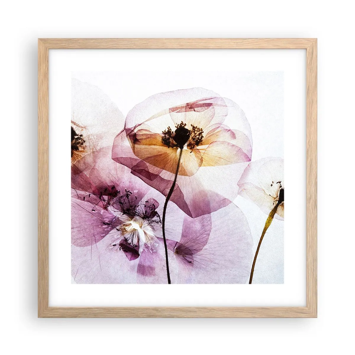Poster in cornice rovere chiaro - Fiori trasparenti - 40x40 cm