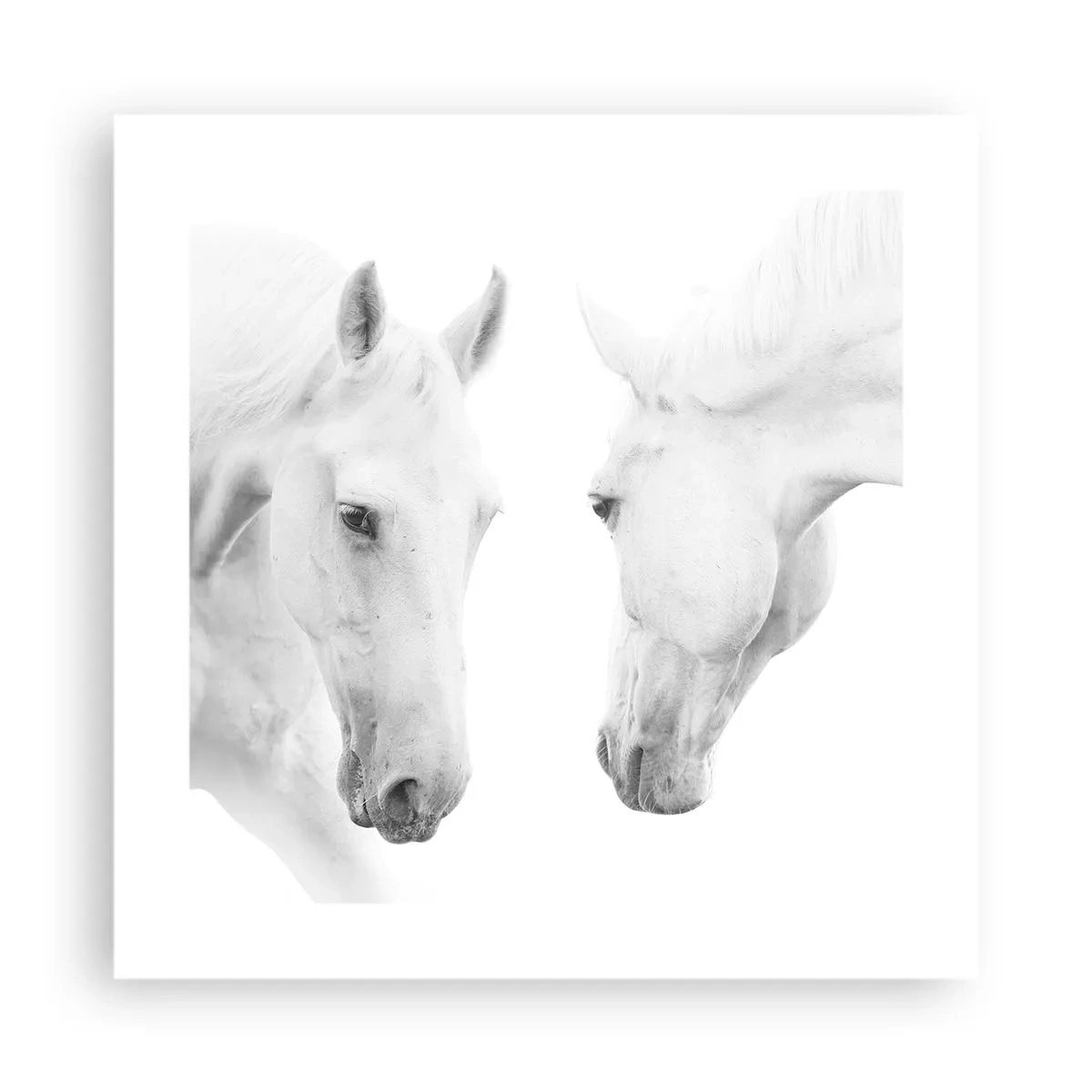 Poster - È amicizia? - 40x40 cm