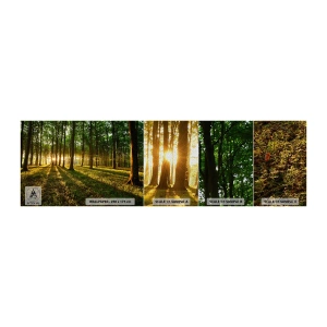 Campione di Fotomurale Premium Sand - La foto di ogni primavera - Paesaggio, foresta, Natura - 100x30 cm