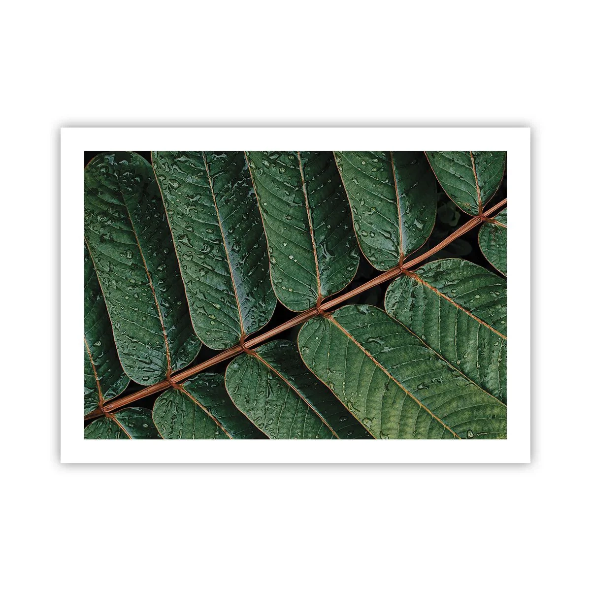 Poster - Al ritmo verde - 70x50 cm