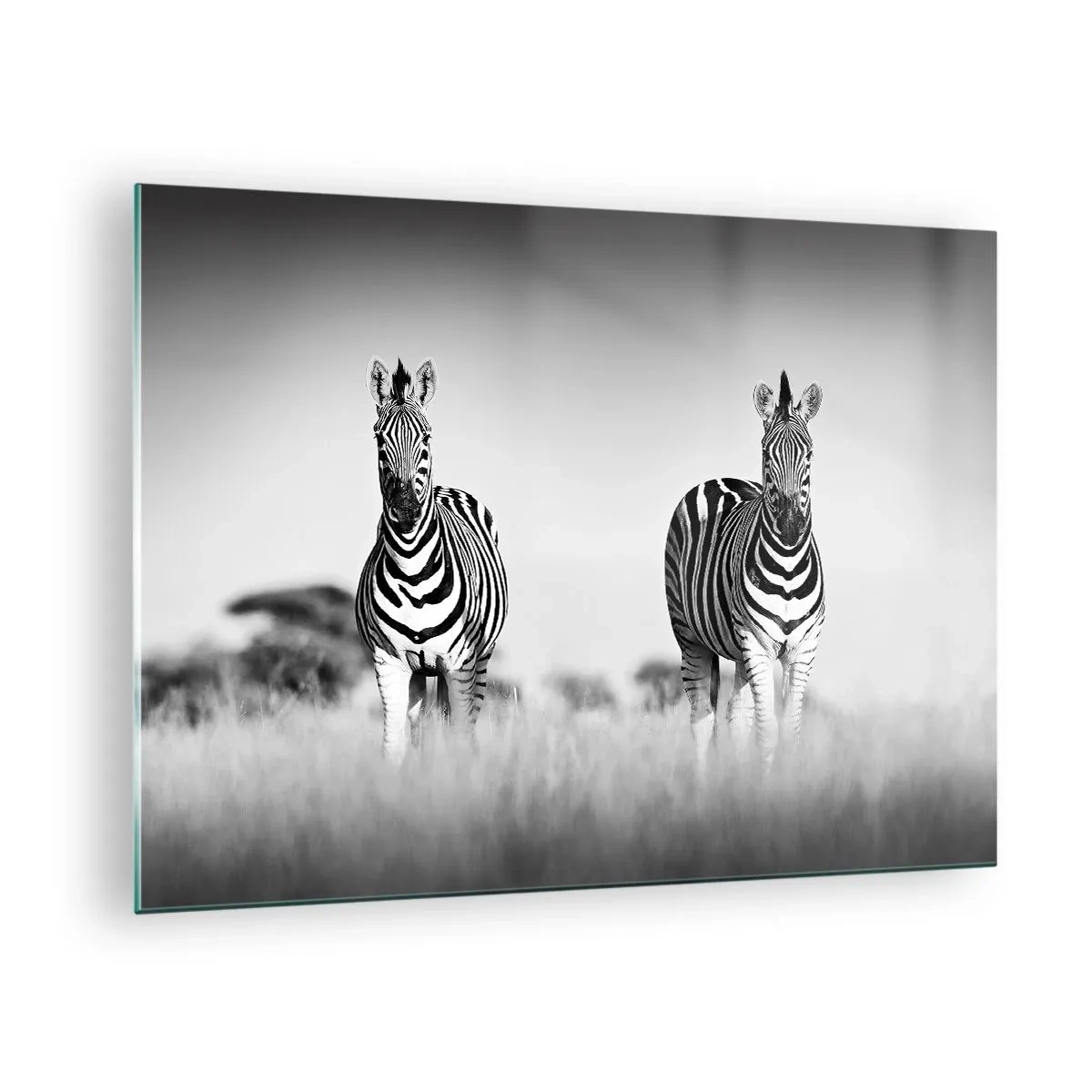 Quadro su vetro - Una coppia di zebre su uno sfondo di erba bianco e nero, ritratte nel loro habitat naturale. - 70x50cm - E tuttavia il mondo è bianco e nero - Decorazione murale moderna per soggiorno e camera da letto ARTTOR