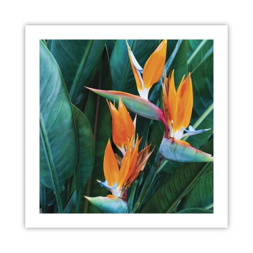 Poster - È un fiore o un uccello? - 50x50 cm