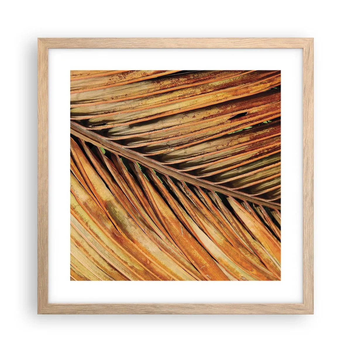 Poster in cornice rovere chiaro - Oro di cocco - 40x40 cm