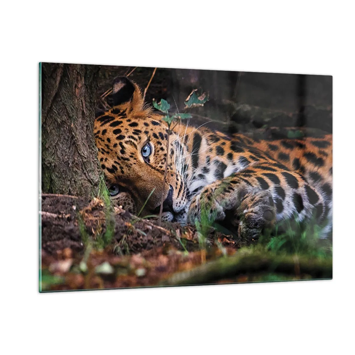 Quadro su vetro - Un giaguaro sdraiato a terra guarda con calma la telecamera. - 120x80cm - Fidati di me - Decorazione murale moderna per soggiorno e camera da letto ARTTOR