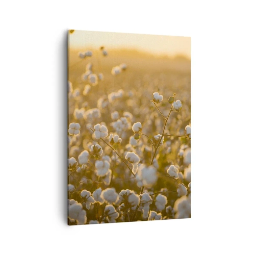 Quadro su tela - Stampe su Tela - Un campo di cotone nella calda luce del sole al tramonto - 50x70cm - Campo di morbidezza - Decorazione murale moderna per soggiorno e camera da letto ARTTOR