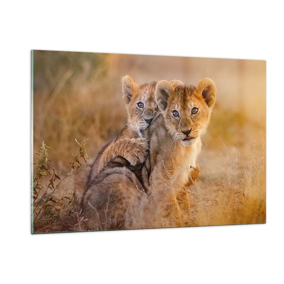Quadro su vetro - Due giovani cuccioli di leone in un ambiente naturale di savana - 120x80cm - Non disturbare! Giochiamo - Decorazione murale moderna per soggiorno e camera da letto ARTTOR