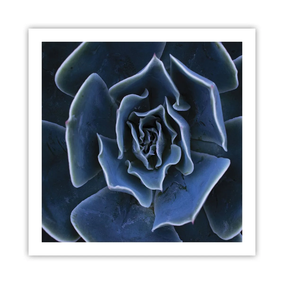 Poster - Fiore del deserto - 60x60 cm