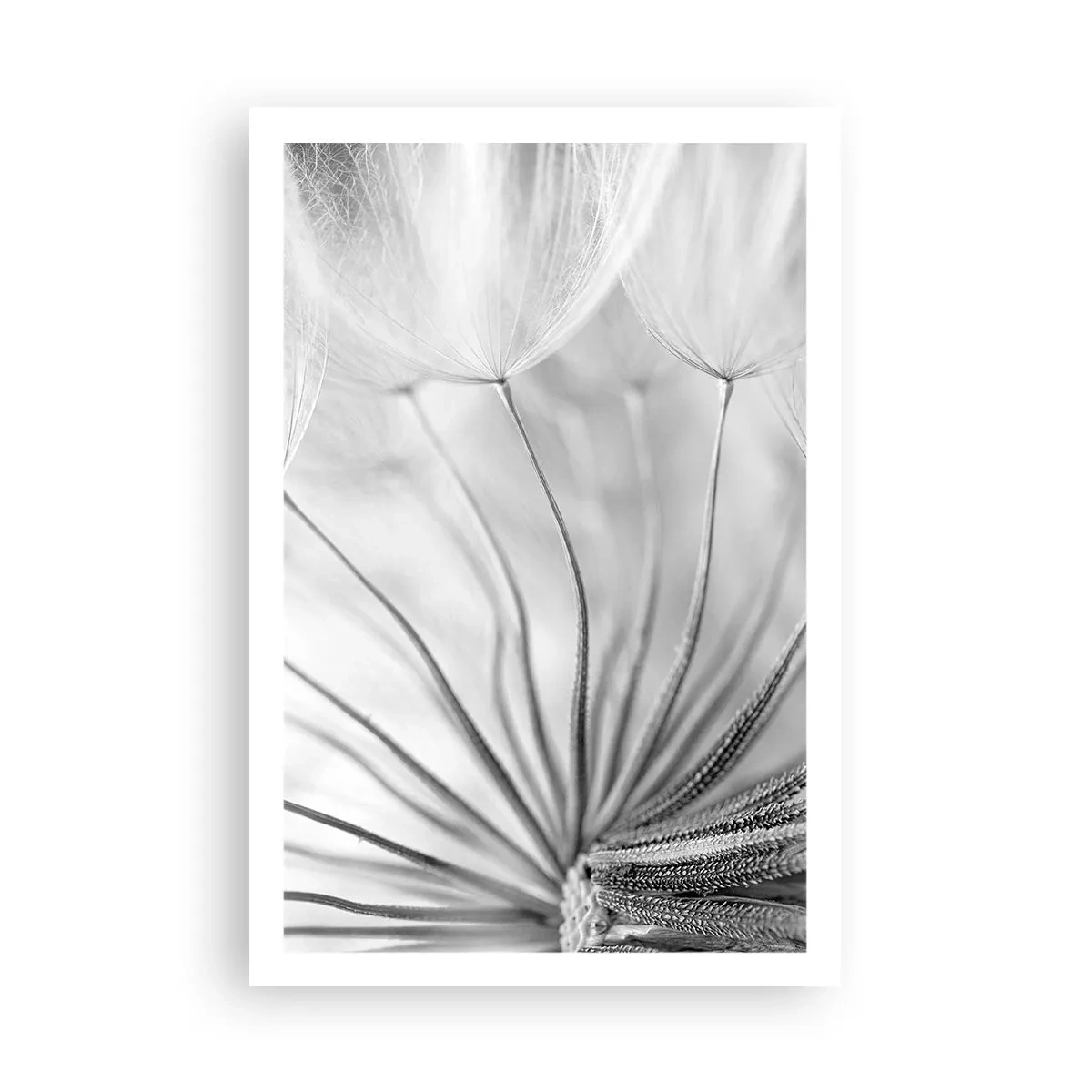 Poster - Denti di leone, aquiloni - 61x91 cm