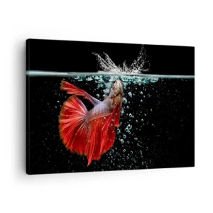 Quadro su tela - Stampe su Tela - Un magnifico betta nell'acqua su uno sfondo scuro - 70x50cm - Hai tre desideri - Decorazione murale moderna per soggiorno e camera da letto ARTTOR