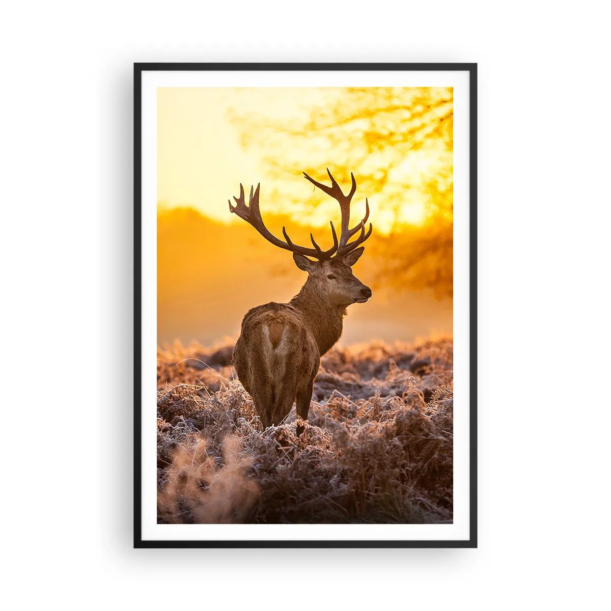 Poster in cornice nera - Il re del bosco estivo - 70x100 cm