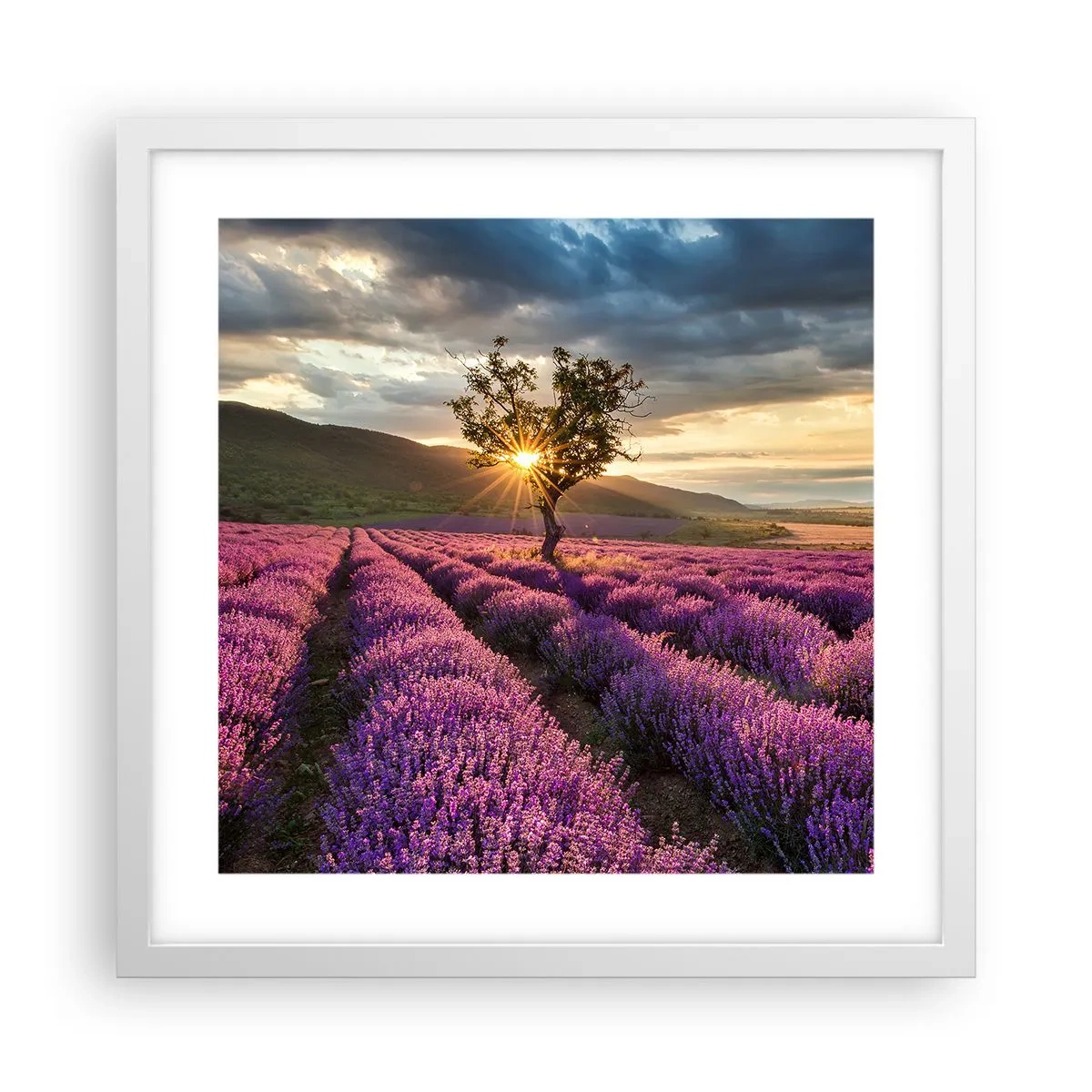 Poster in cornice bianca - Aroma di colore lilla - 40x40 cm