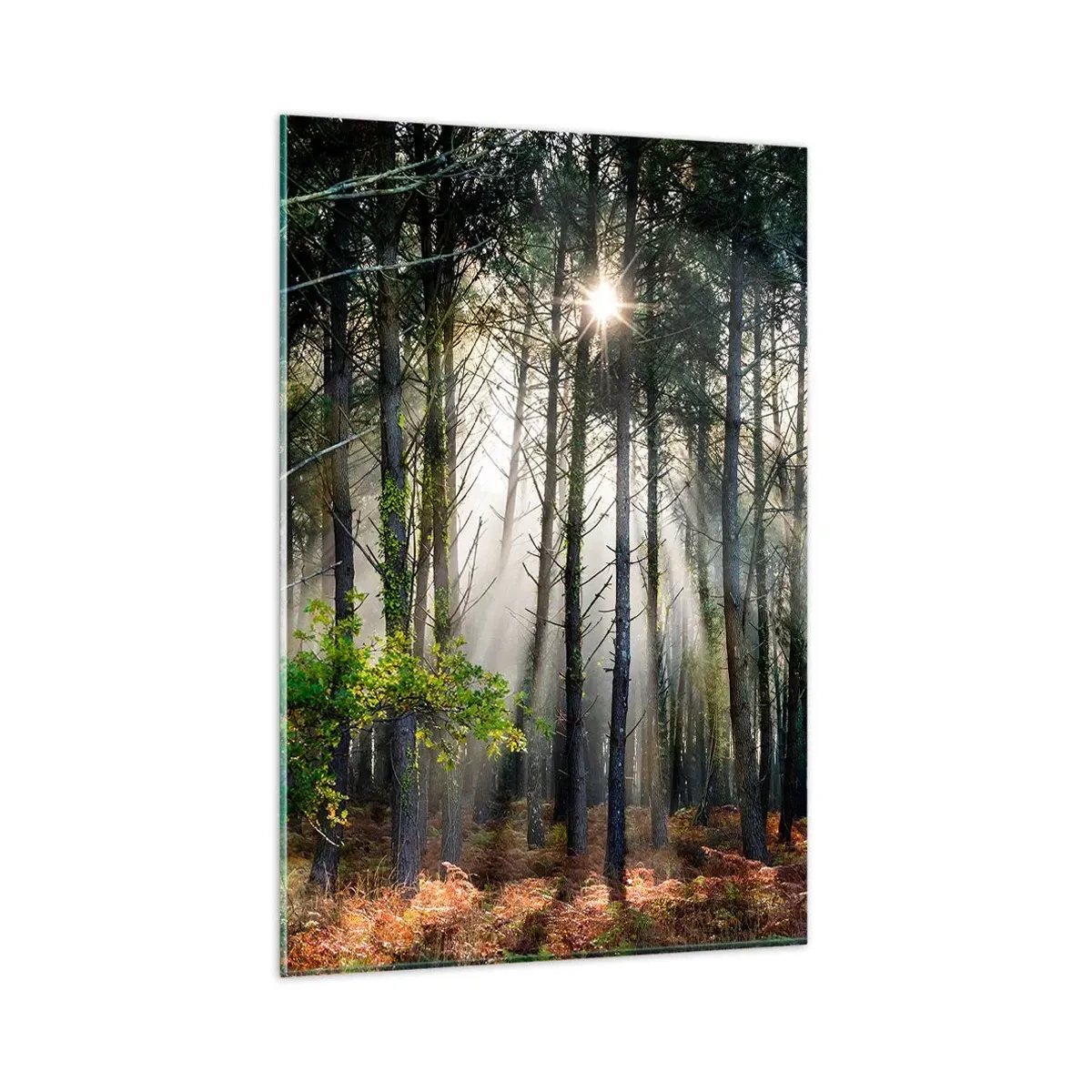Quadro su vetro - Zona boschiva - 80x120 cm