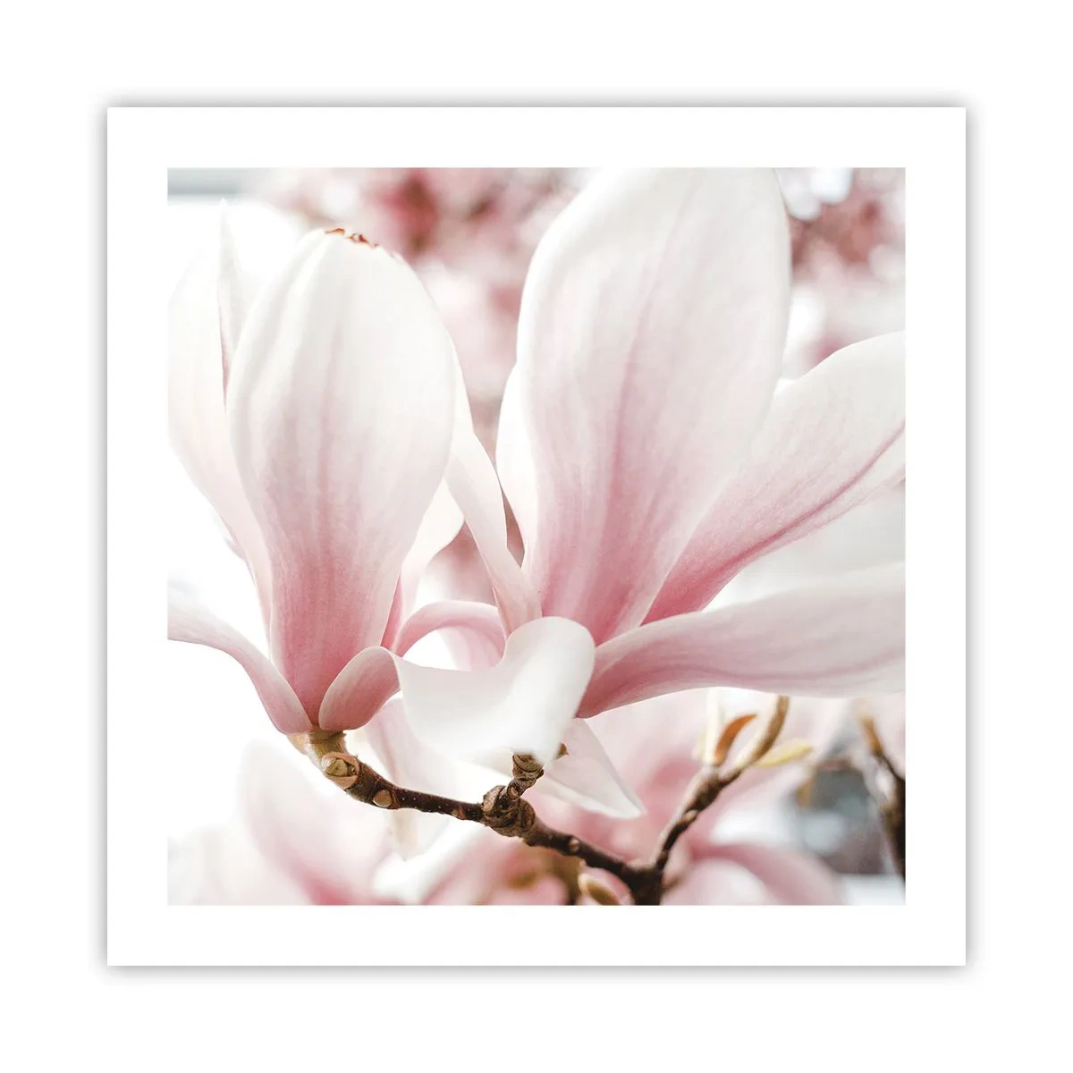 Poster - Tenerezza senza fine - 50x50 cm