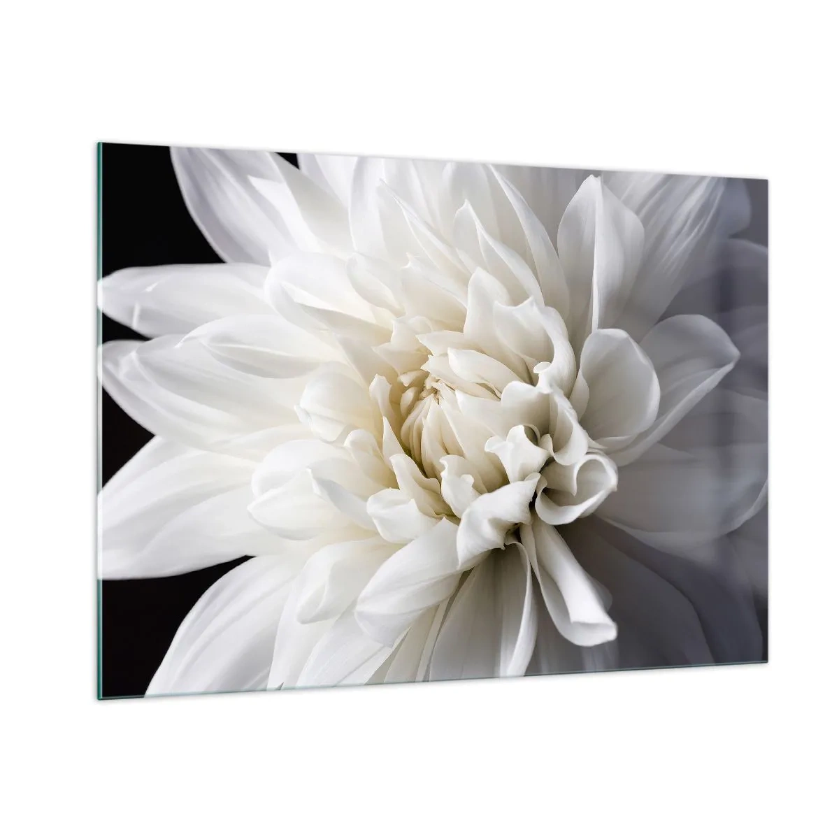 Quadro su vetro - Primo piano di una dalia bianca su sfondo nero e grigio - 100x70cm - Il mattino della sposa - Decorazione murale moderna per soggiorno e camera da letto ARTTOR