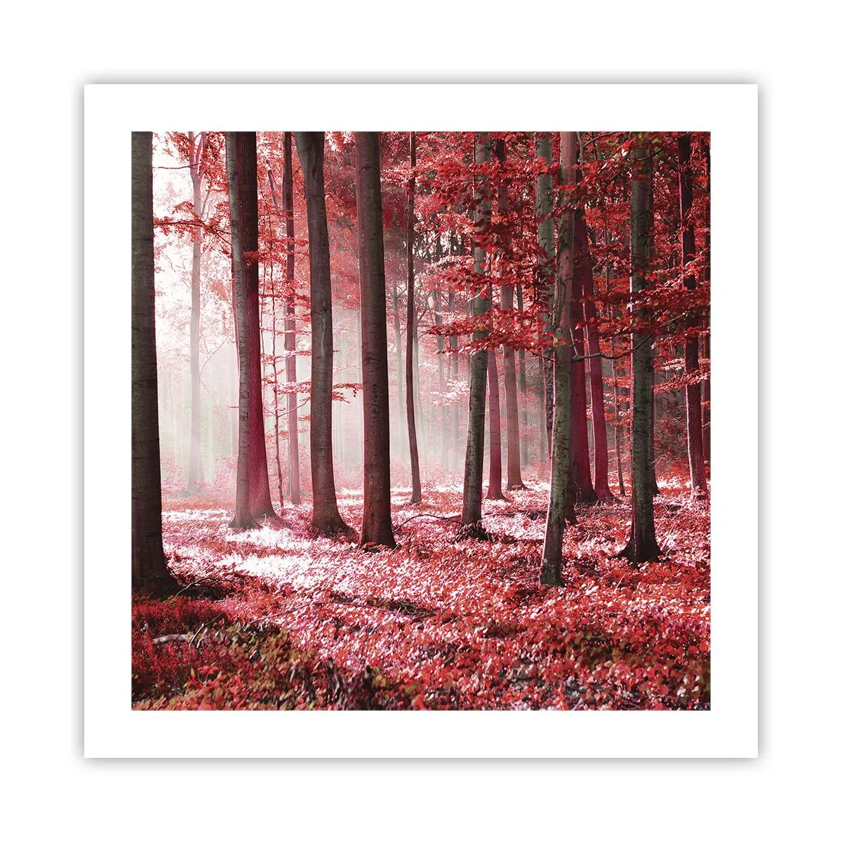 Poster - Anche rosso è bello - 50x50 cm