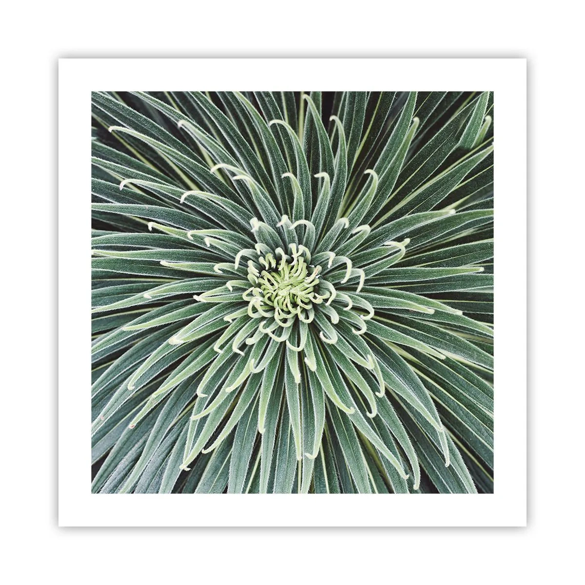 Poster - La nascita delle stelle - 50x50 cm