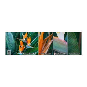Campione di Fotomurale Premium Sand - È un fiore o un uccello? - Strelitzia Reale, Fiore, Africa - 100x30 cm
